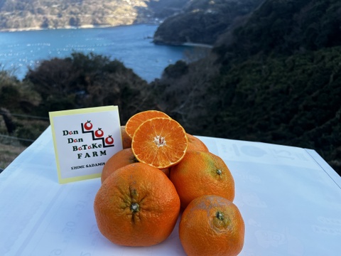 愛媛オリジナル品種！甘平！限定！（家庭用・3kg）