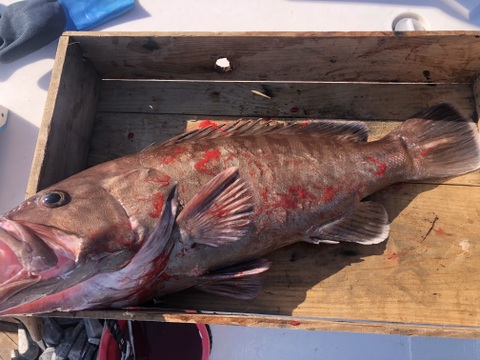 【活き締め神経抜き】マハタ4kg以上　刺身、鍋、しゃぶしゃぶ　（ハタ　クエ）
