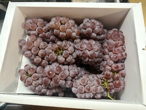 山形産 デラウェア1キロ（7房前後）樹上完熟新鮮朝採り当日発送！生産量日本一のおきたま高畠産