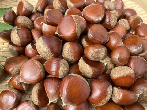 自然栽培♪ ほくほく和栗1kg