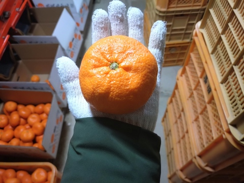 蔵出し貯蔵晩生みかん(3Lより大きいサイズ8kg・約40個)