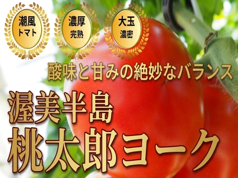 🍅家族で食べてほしい季節限定トマト🍅品種指定『桃太郎ヨーク』🍅絆を深める、やさしいうま味🍅お試約1kg【母の日ギフト】【5月中旬予約】