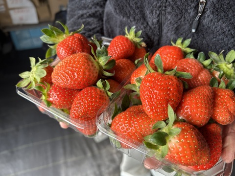 🍓甘い朝採れイチゴ🍓家族の笑顔があふれるイチゴ（200g×4パック）