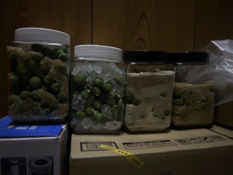 【農薬不使用】　群馬県産　青梅小梅2キロ