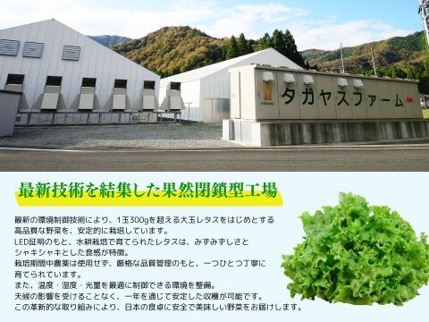洗わずすぐに食べられる安心品質！
ビタミンA約9倍、β-カロテン約10倍の栄養満点レタス。
栽培期間中農薬不使用・完全閉鎖型水耕栽培で育てた、自信作。