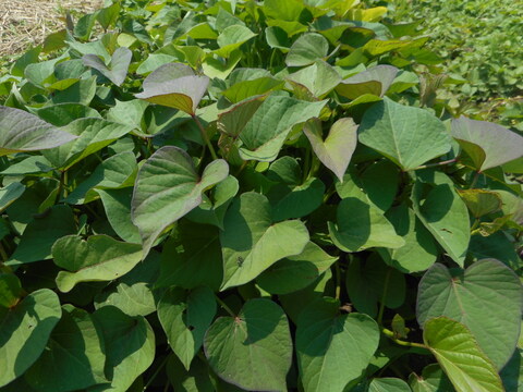 サツマイモ苗 葉と柔らかい茎 食べられます 空芯菜のような味 紅はるか 茨城県産 食べチョク 農家 漁師の産直ネット通販 旬の食材を生産者直送