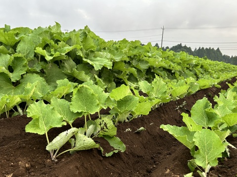 秋香ごぼう　1.5キロ（土付き）✨太くて短い使いやすいサイズ‼️ 掘り立て発送💨