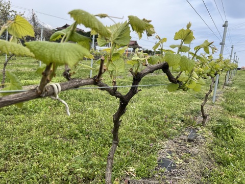 【冬ギフト】ワイン用ぶどうで作ったジュース　4品種各1本+おまかせ品種1本　飲み比べセット180ml✖️5本【熨斗対応可】