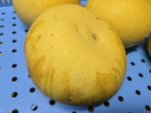 ★完全自然栽培品　晩白柚　（文旦）　ザボン　2玉