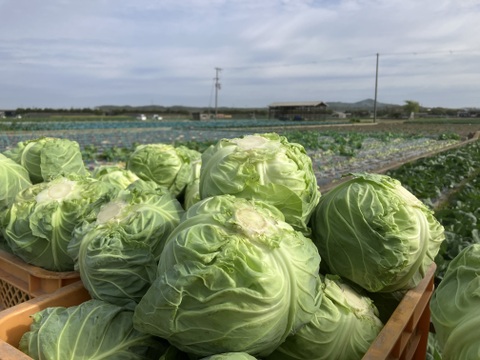 冷蔵便★平さんちのグリーンボール※6個入り★100㎝サイズ満杯
