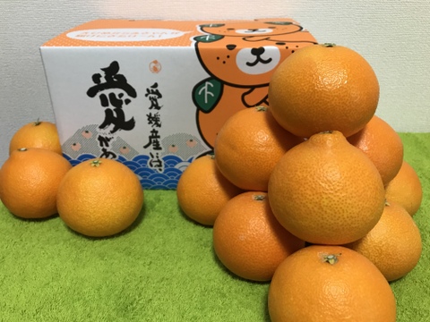 🍋柑橘祭🍊【愛媛まどんな6kg】【グリーンレモン2kg】