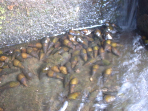 発想の転換たにし活用で栽培期間中農薬不使用　玄米