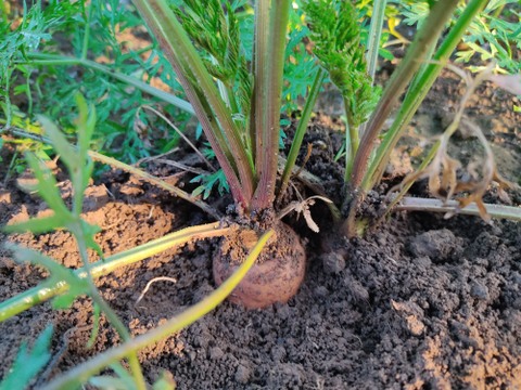 ✨農薬・化成肥料不使用の五寸人参1kg（5～7本）✨