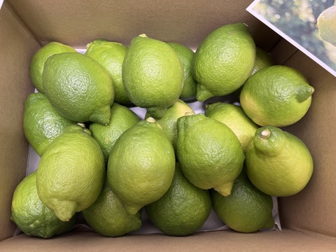 【有機JAS認証】オーガニックレモン2キロ（15個〜18個前後）極上の香りに癒されませんか？「今年もいよいよ始まります！！！」