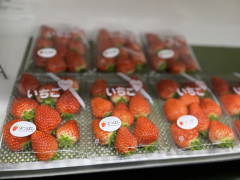 直売所でも大人気！「よつぼし」800g (平パック 200g×4p）青森県産いちご 甘味・酸味のバランスが絶妙な希少品種