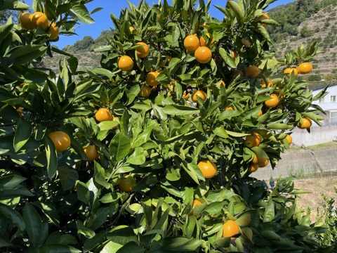 リピート率が高い！和歌山発祥の『ゆら早生』約3kg SS〜Mサイズ混合