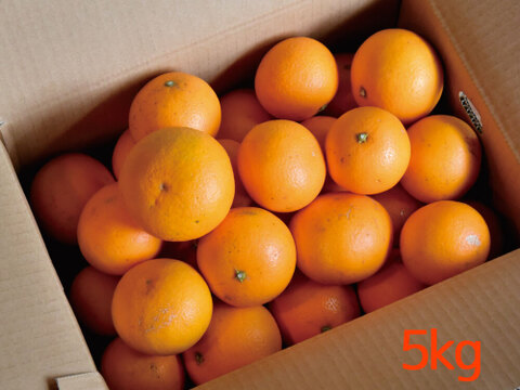 【ご予約受付中】【甘さとみずみずしさが人気】きよみ【贈答用(特選品)】10kg　315-2