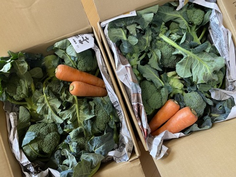 赤城の寒締めブロッコリー！12コ入り(約3.8kg）※化学農薬不使用