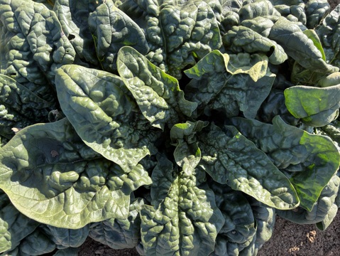 ちぢみほうれん草　200gを6袋