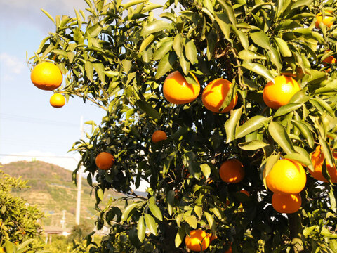 きよみ【家庭用(訳あり)】5kg