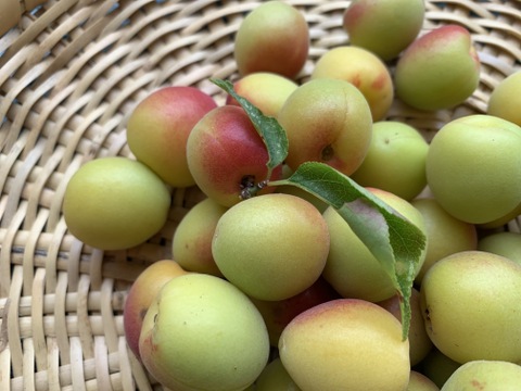 まじりっけなし！梅干に最適！『十郎小町』3kg 自然栽培の梅。ジャムや茶梅など幅広いレシピに。農薬不使用