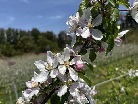 【冬ギフト】サンふじ 3kg 8~9玉