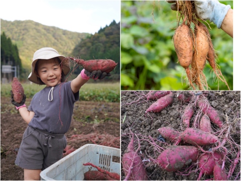 【ひとくちサイズ】紅はるかと安納芋（２Ｓ~Ｓ）８kgセット！栽培期間中農薬不使用の「さつまいも」