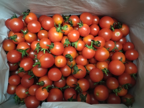 希少な固定種　ステラミニトマト(2kg)　農薬化学肥料不使用