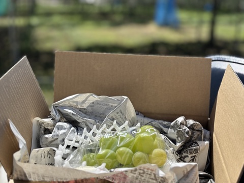 黄玉ぶどう⭐︎至福の甘味と味わい♪おためし1房自宅用