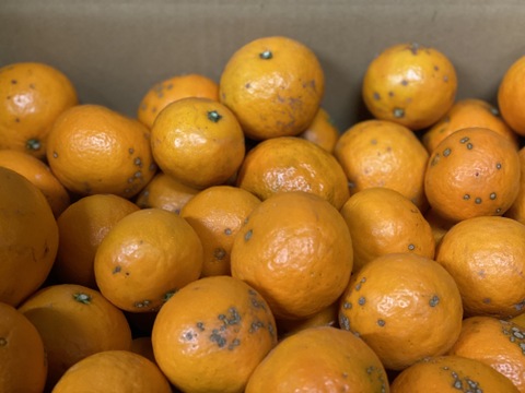 カラマンダリン【3kg（箱込）・ご家庭用】