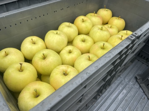 【ときめく甘さ】 トキ 約3kg(8～12個)