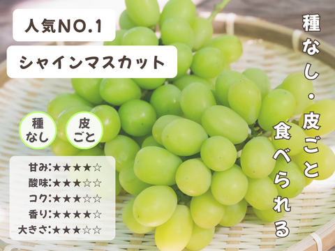 お盆シーズンの贈り物に！『岡山県産ぶどう』シャインマスカット 1.5キロ以上お入れ致します