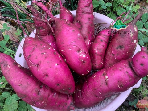 🍠さつまいも　紅はるか🍠　２kg❗️