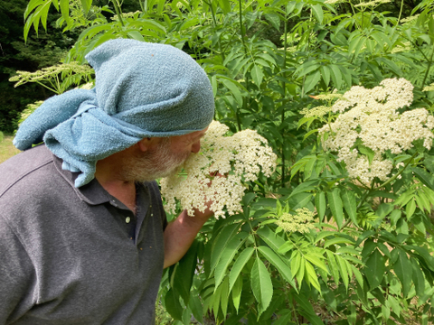 『エルダーフラワーフィズ』10本セット🌼エルダーフェアリーに会えるかな🌼　エルダーフラワー 〜畑からの直送便〜