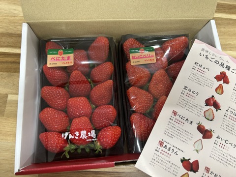【いちごグランプリ金賞】べにたま VS 農場長おすすめ品種！【いちご食べ比べ】