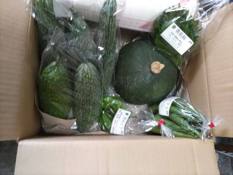 ✨新鮮採れたてゴーヤ約800g+丸オクラ20本+カボチャ約1.5㎏✨