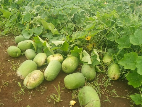 農薬化学肥料不使用 姫冬瓜5kg以上（2〜4個）