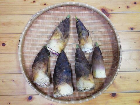 おうちで作れるタケノコの水煮体験セット(作り方説明書、タケノコ(３㎏以上)５～９本、あく抜き用米糠(こめぬか)・トウガラシも農薬・化学肥料不使用)【熨斗(のし)対応可】