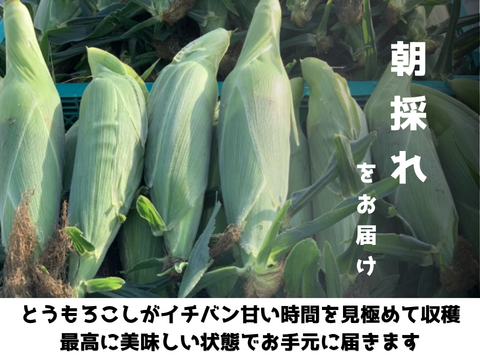 【自然のスイーツ】生がイチバン！朝採りフルーツコーン 10本入り