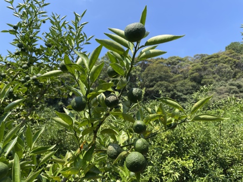 自然栽培すだち2㎏箱詰-農薬不使用・無肥料・無除草剤