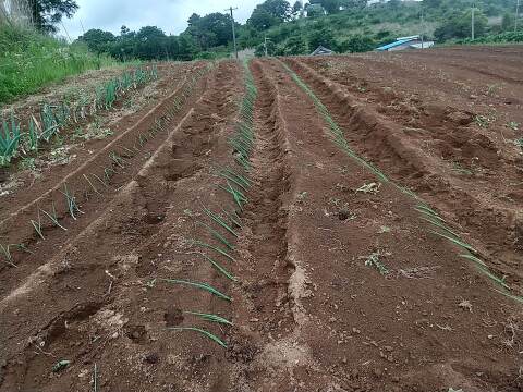 寒締め下仁田ねぎ　約30本 氷点下に耐え甘さ格別　土付き
