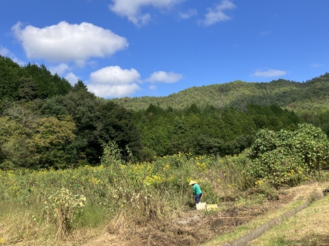 おおふくの菊芋 5キロ〜生でシャキシャキ加熱でほくほく〜 京都府産農薬不使用有機肥料栽培