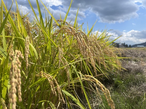 幻の米【希少種ササニシキ】玄米2ｋｇ　秋田県産  極上の一等米 数量限定発売【冬ギフト】