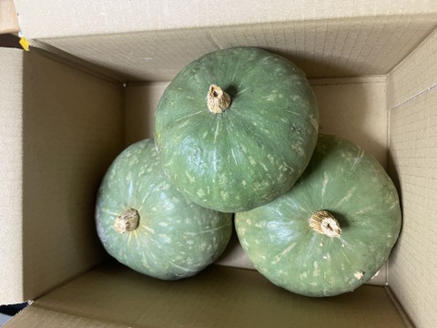 〜南国土佐旬便り〜　ミニかぼちゃ 『ほっこり姫』ホクホクやさしい甘さ❤︎で使いやすいサイズ(o^^o)【1.5〜1.7kg】（大小３〜５個）