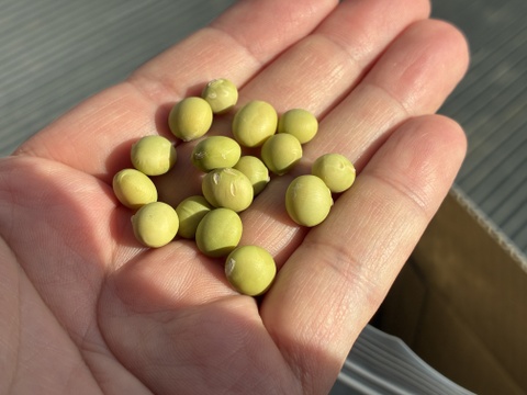 【訳あり】　入手困難！？　幻のダイズ『こうじいらず』(1KG)