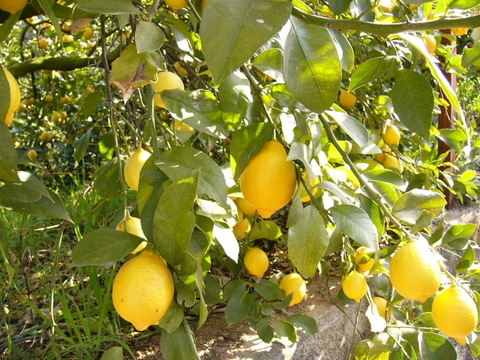 【広島県産】瀬戸田しまなみレモンAB混合品(5kg)  栽培期間中農薬不使用