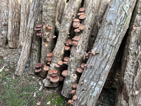 【肉厚食感でヘルシー!!】 自社農園製「乾燥原木しいたけ」約70g/パック