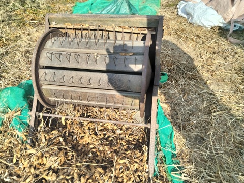 丹波黒豆300g　2025年手摘み莢出し 黒豆 農薬不使用　丹波篠山産