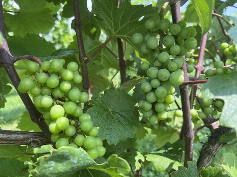 【冬ギフト】ワイン用ぶどうで作ったジュース　4品種各1本+おまかせ品種1本　飲み比べセット180ml✖️5本【熨斗対応可】