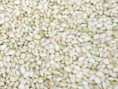 【令和7年】アクネモチ・緑米もち玄米（1kg）【栽培期間中　農薬・化学肥料不使用】